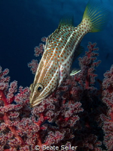 Grouper with softcoral by Beate Seiler 